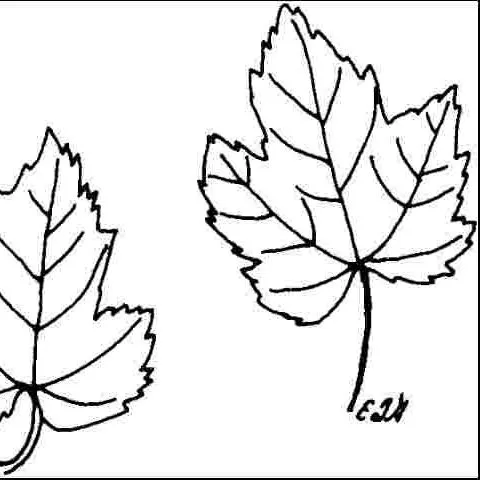 thumbnail for publication: Acer rubrum 'October Glory': 'October Glory' Red Maple